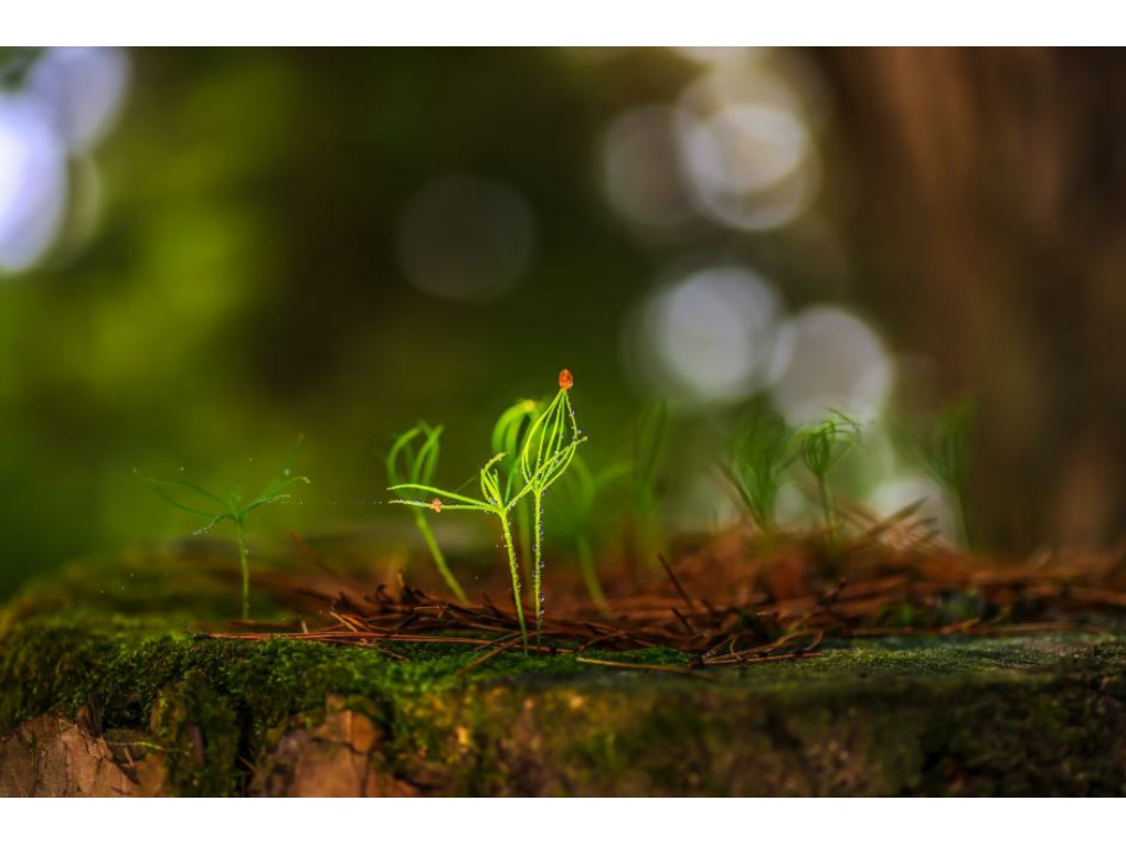 생명의 첫걸음 썸네일