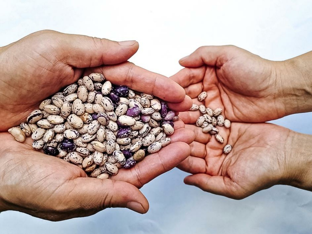 씨앗, 대를 잇다 썸네일