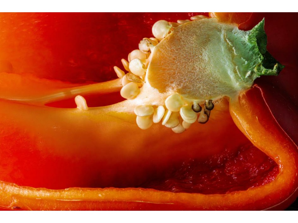 파프리카 내면과 씨앗 썸네일