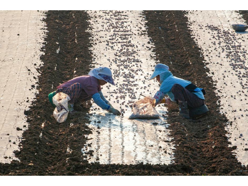 마늘심기 썸네일