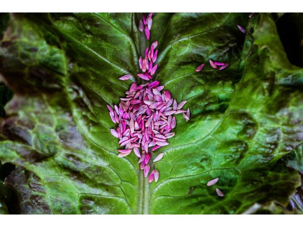 미래의 꿈 썸네일