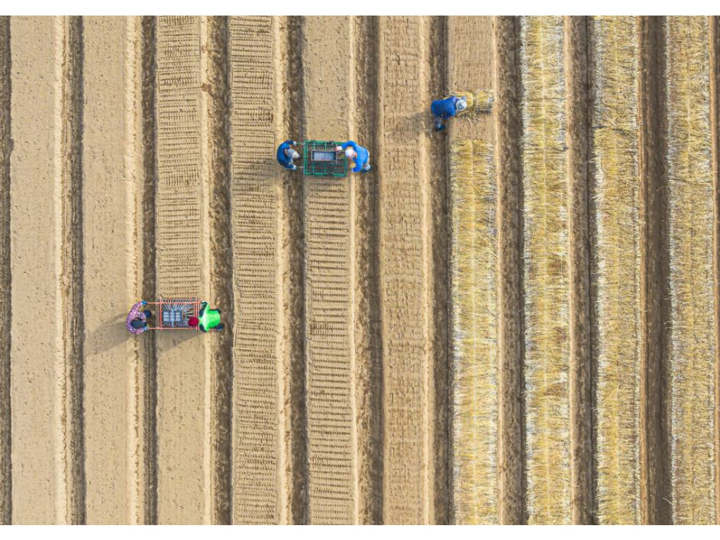 인삼 씨앗, 새싹으로 나아가는 첫걸음 썸네일
