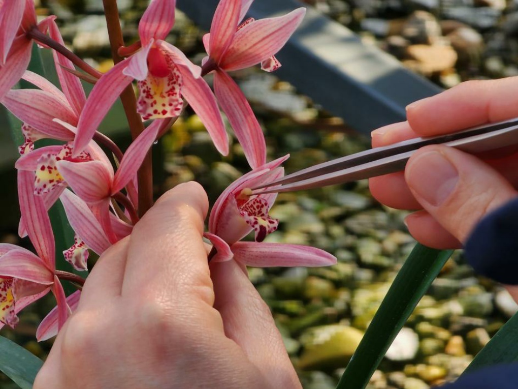 서양난 인공수정 썸네일