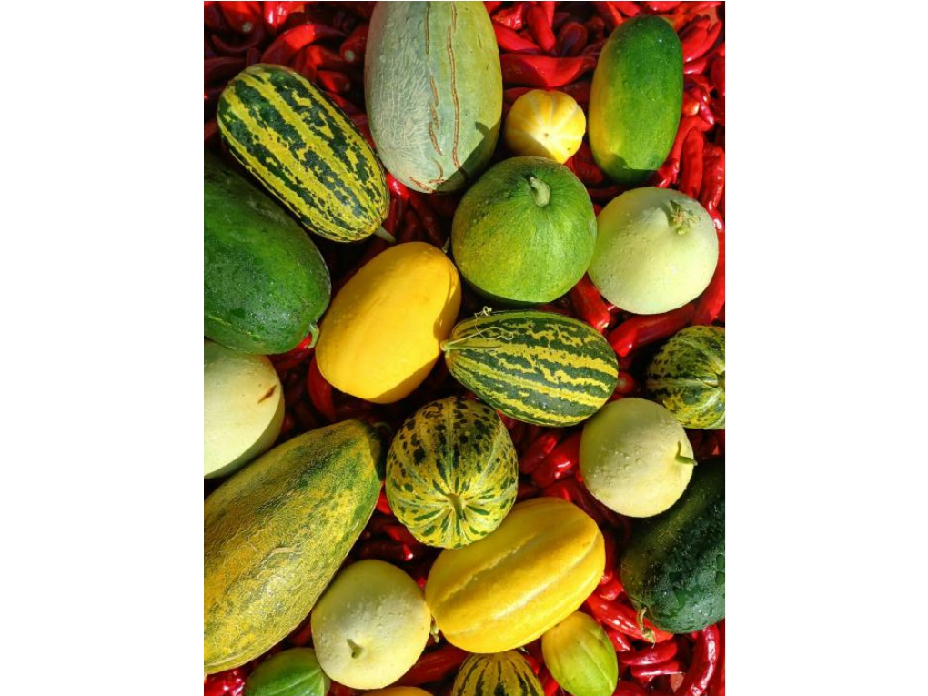 토종참외와 육종참외 썸네일