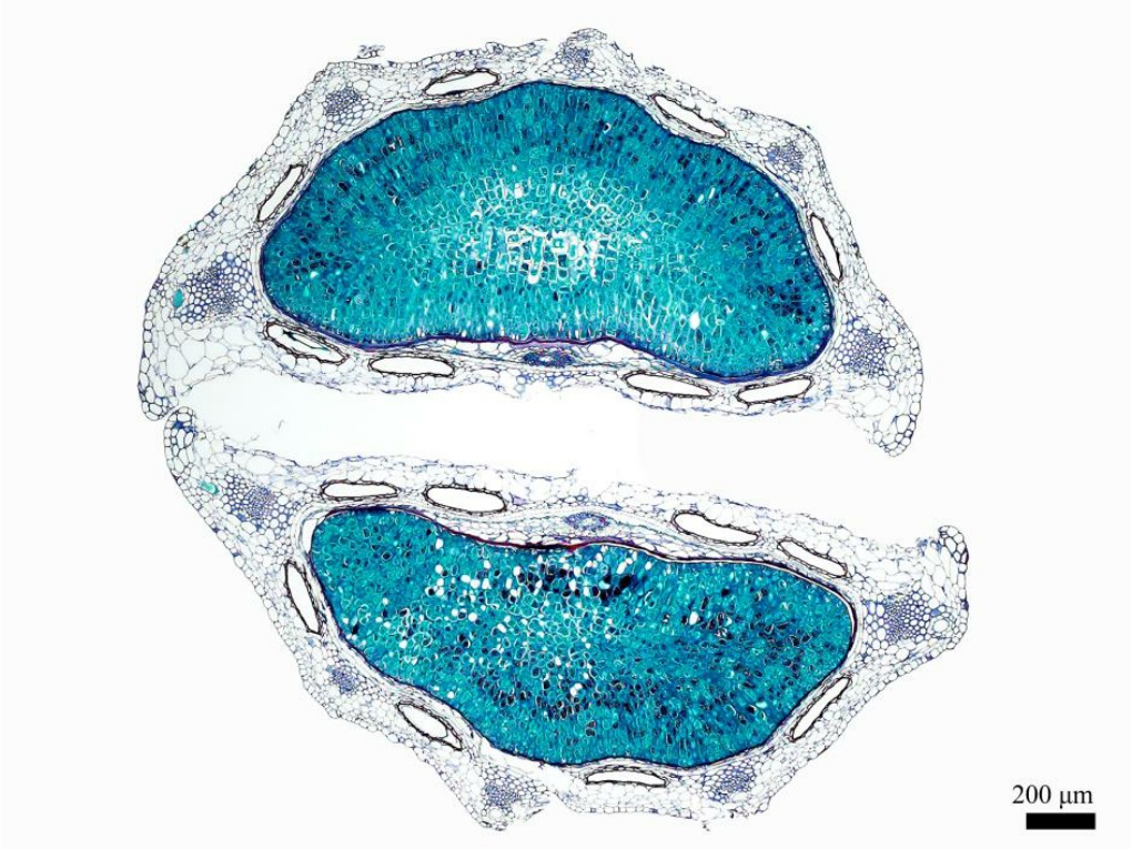 한반도 고유종 미로기름나물 분열과 해부 썸네일
