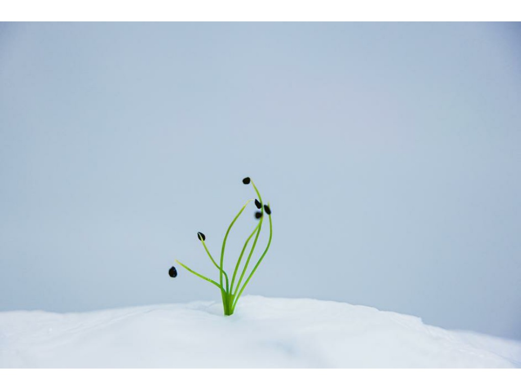 부추의 시작 썸네일