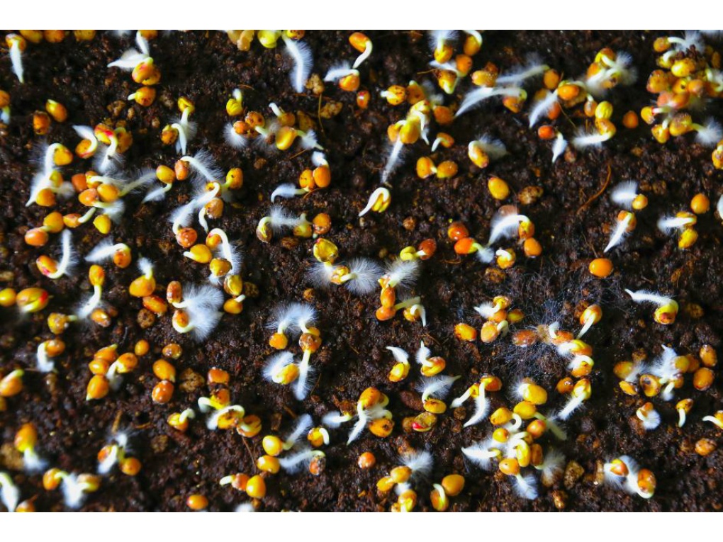 발아의 생명력 썸네일